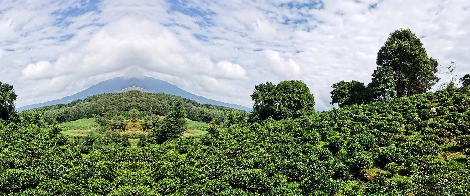 自有茶園