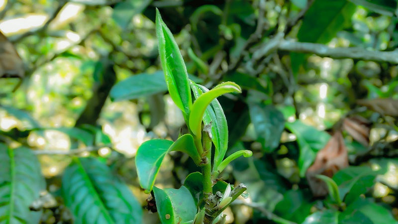 小戶賽普洱茶