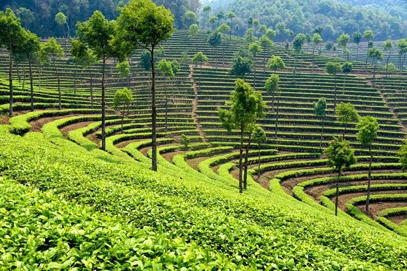 營(yíng)盤山茶園