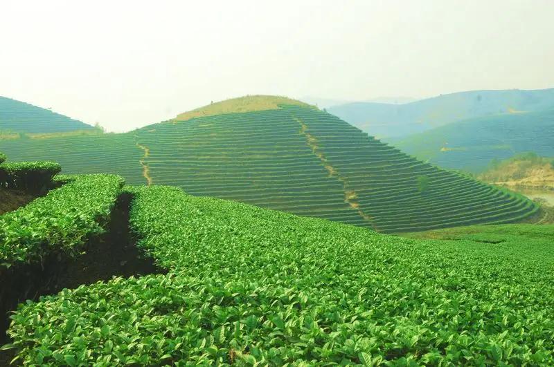 萬畝茶園