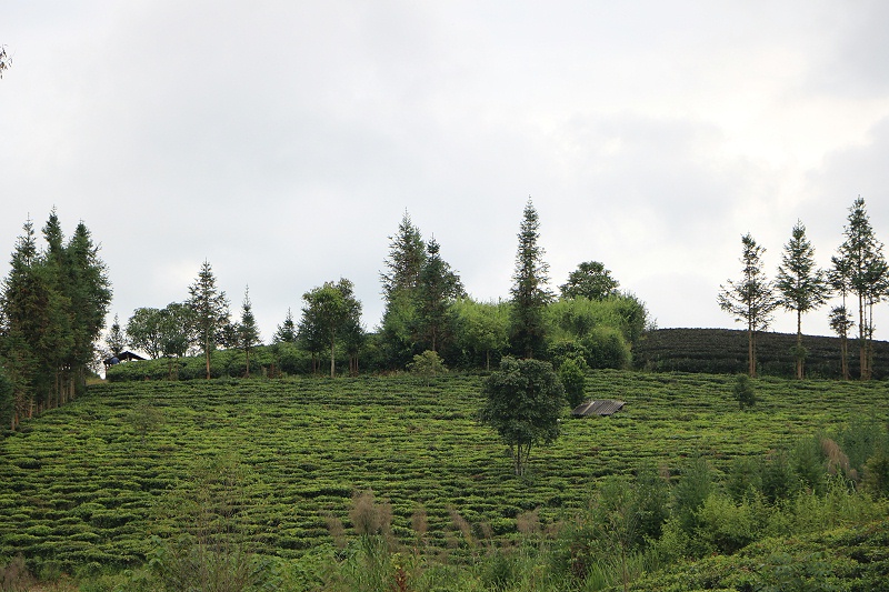 葉片情茶山