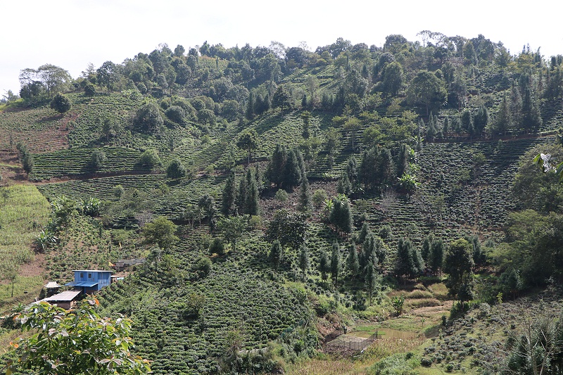 勐庫忙蚌茶山