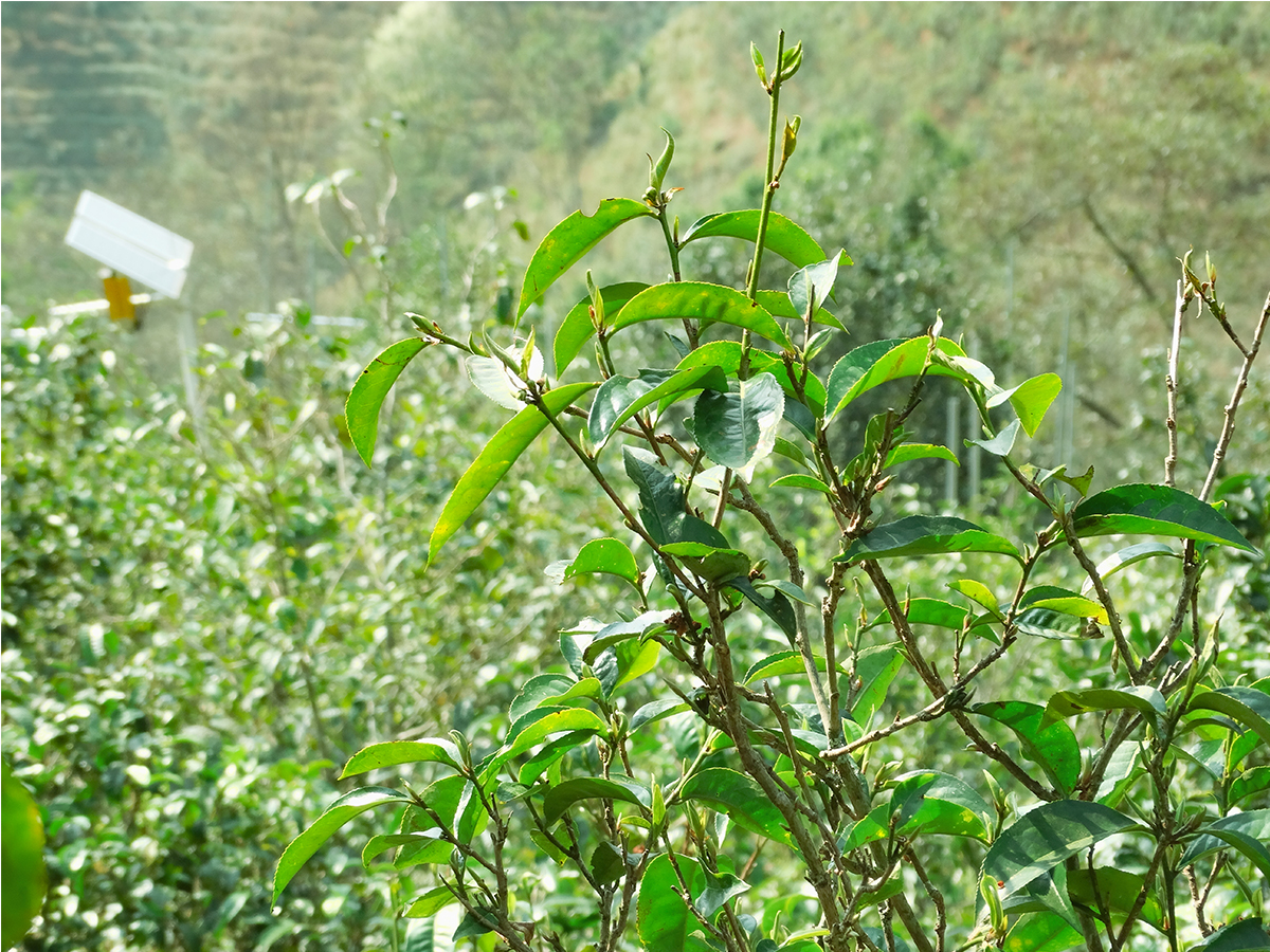 那賽古樹(shù)茶