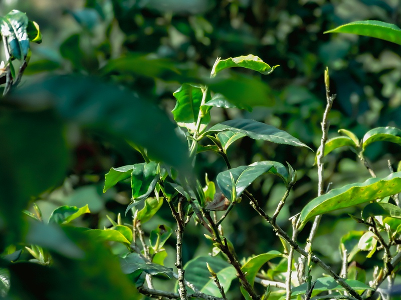 普洱茶茶葉