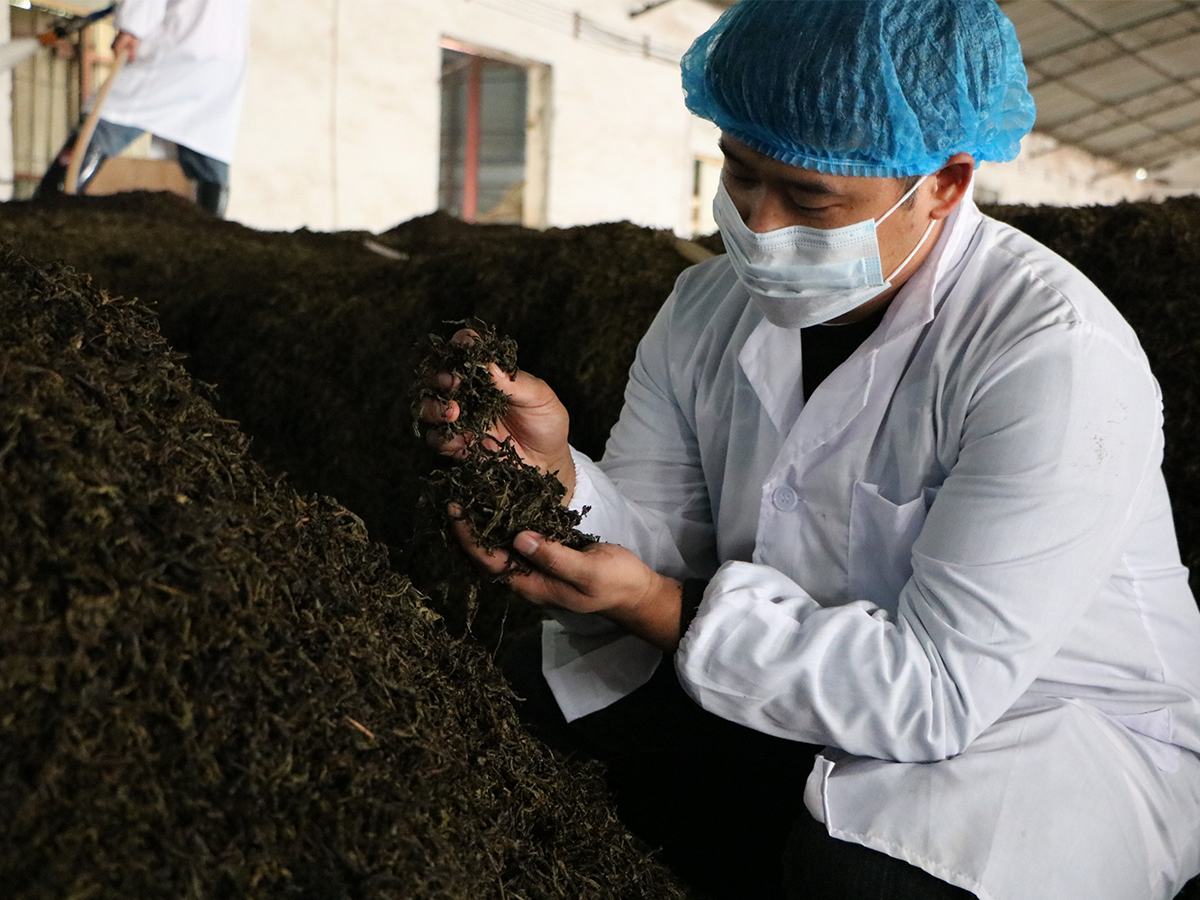 普洱熟茶的發(fā)酵