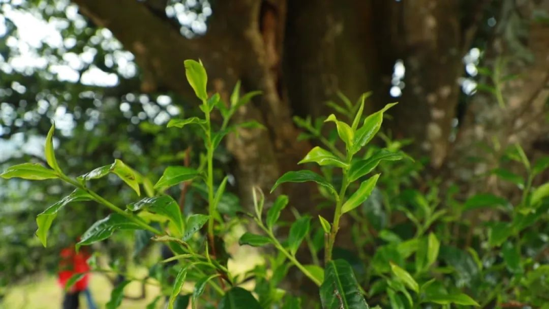 邦崴古茶樹開采