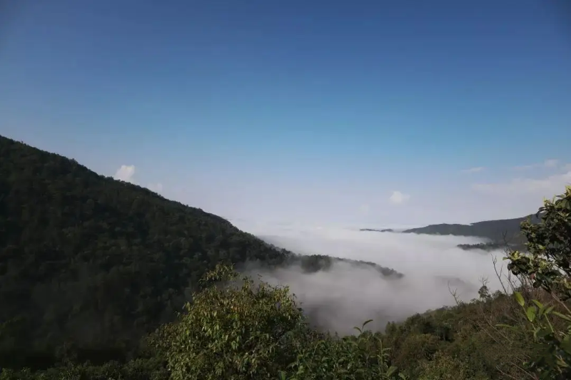 困鹿山古茶園