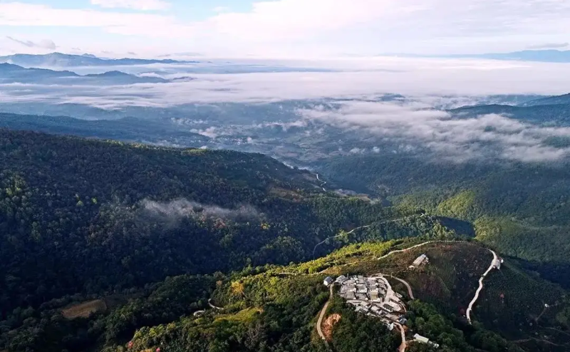 困鹿山古茶園