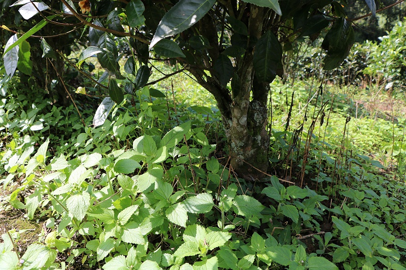 普洱茶茶樹(shù)