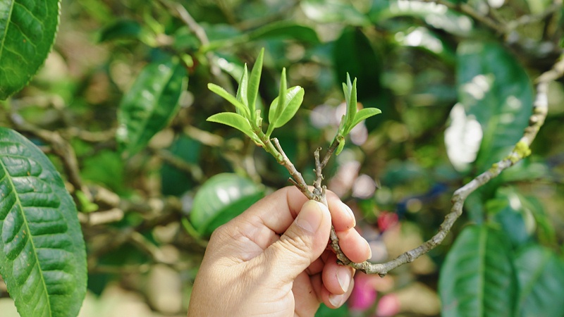 普洱茶茶樹