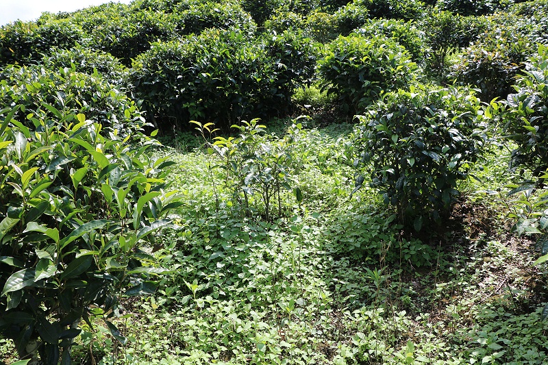 生態(tài)茶園