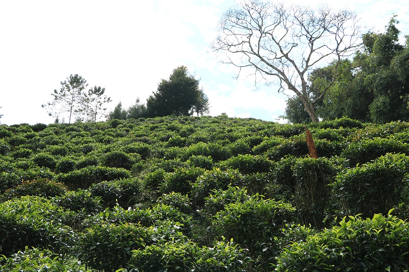 未用除草劑的茶園