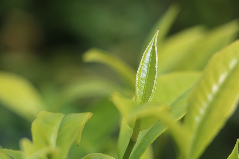 茶類內(nèi)含物質(zhì)