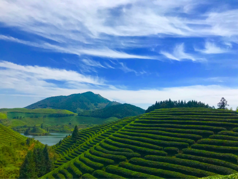 有機(jī)茶園