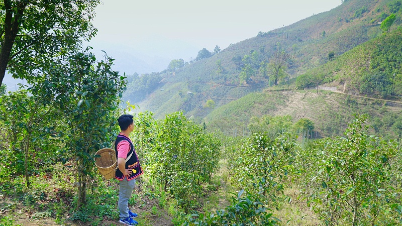 古樹茶茶園