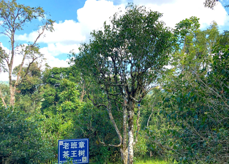 老班章茶樹種