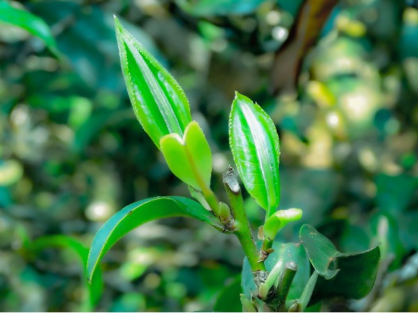 茶中的內(nèi)含物質(zhì)