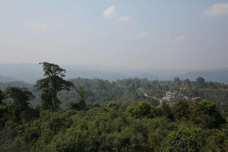 章家三隊茶山