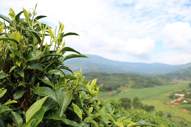 普洱茶茶山