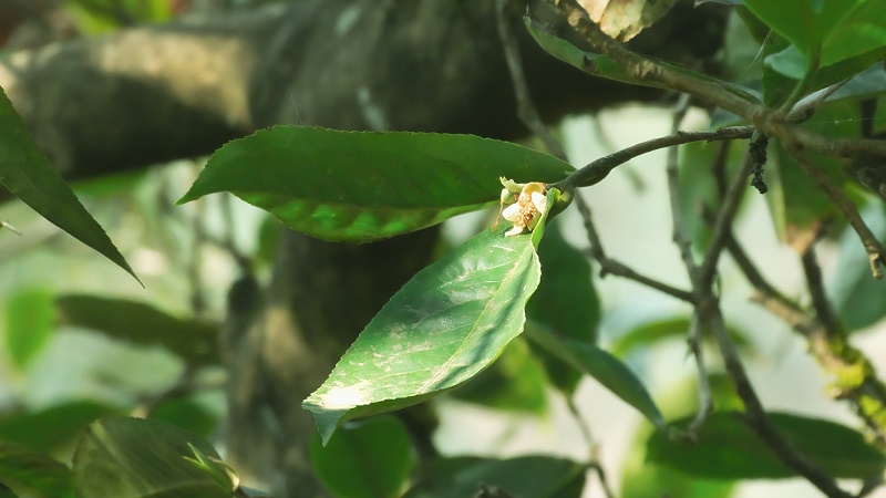 古樹茶